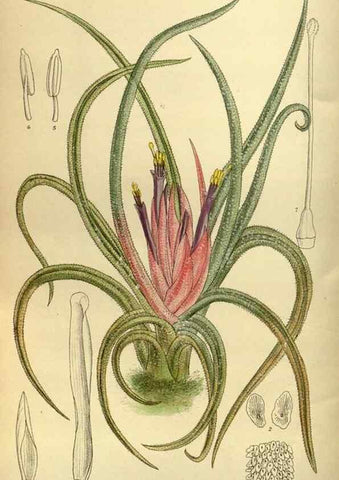Reproducción/Reproduction 36056659635: Curtis's botanical magazine.. London ; New York [etc.] :Academic Press [etc.]