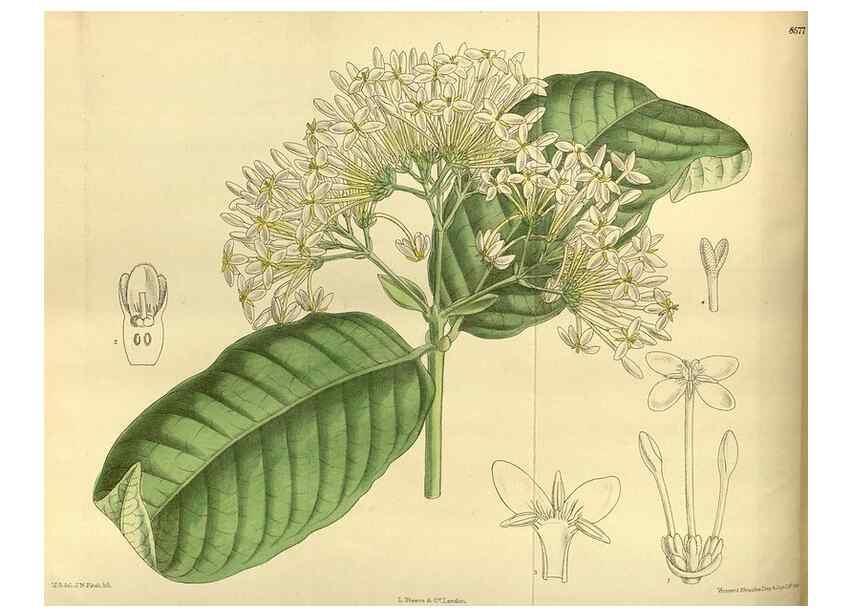 Reproducción/Reproduction 35217119964: Curtis's botanical magazine.. London ; New York [etc.] :Academic Press [etc.]