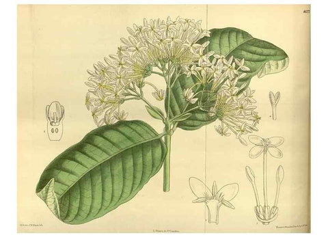 Reproducción/Reproduction 35217119964: Curtis's botanical magazine.. London ; New York [etc.] :Academic Press [etc.]