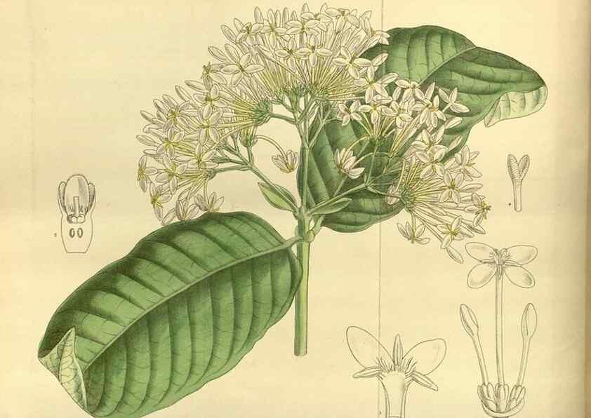 Reproducción/Reproduction 35217119964: Curtis's botanical magazine.. London ; New York [etc.] :Academic Press [etc.]