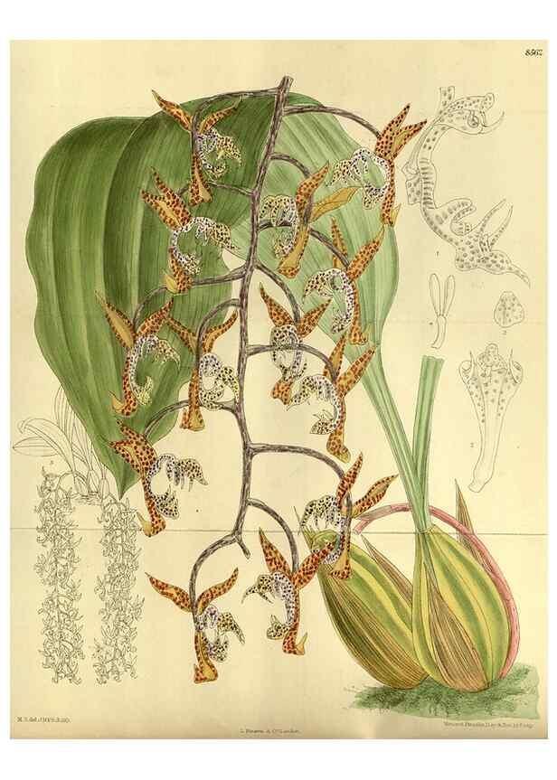 Reproducción/Reproduction 36056638205: Curtis's botanical magazine.. London ; New York [etc.] :Academic Press [etc.]