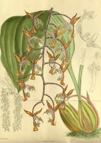 Reproducción/Reproduction 36056638205: Curtis's botanical magazine.. London ; New York [etc.] :Academic Press [etc.]