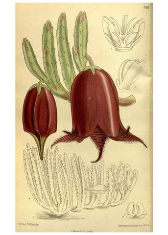 Reproducción/Reproduction 36056636455: Curtis's botanical magazine.. London ; New York [etc.] :Academic Press [etc.]