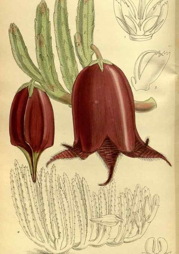 Reproducción/Reproduction 36056636455: Curtis's botanical magazine.. London ; New York [etc.] :Academic Press [etc.]
