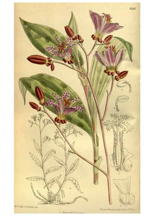 Reproducción/Reproduction 36056634585: Curtis's botanical magazine.. London ; New York [etc.] :Academic Press [etc.]