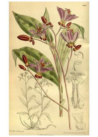 Reproducción/Reproduction 36056634585: Curtis's botanical magazine.. London ; New York [etc.] :Academic Press [etc.]