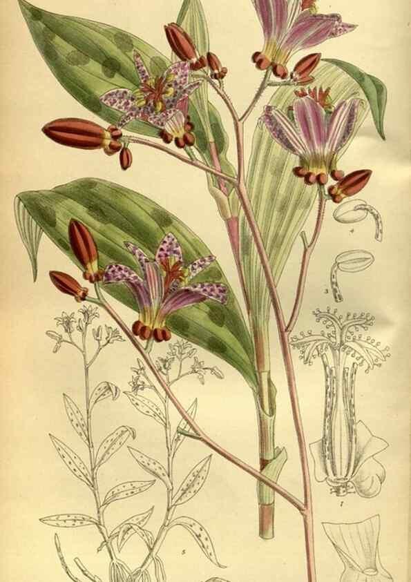 Reproducción/Reproduction 36056634585: Curtis's botanical magazine.. London ; New York [etc.] :Academic Press [etc.]