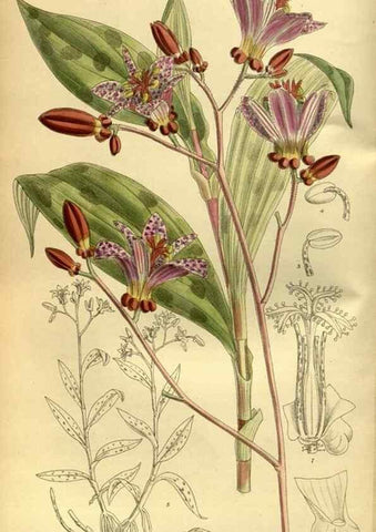 Reproducción/Reproduction 36056634585: Curtis's botanical magazine.. London ; New York [etc.] :Academic Press [etc.]