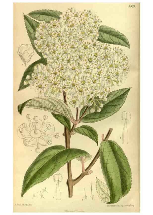 Reproducción/Reproduction 35667048680: Curtis's botanical magazine.. London ; New York [etc.] :Academic Press [etc.]