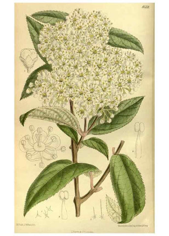 Reproducción/Reproduction 35667048680: Curtis's botanical magazine.. London ; New York [etc.] :Academic Press [etc.]