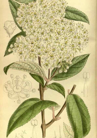 Reproducción/Reproduction 35667048680: Curtis's botanical magazine.. London ; New York [etc.] :Academic Press [etc.]