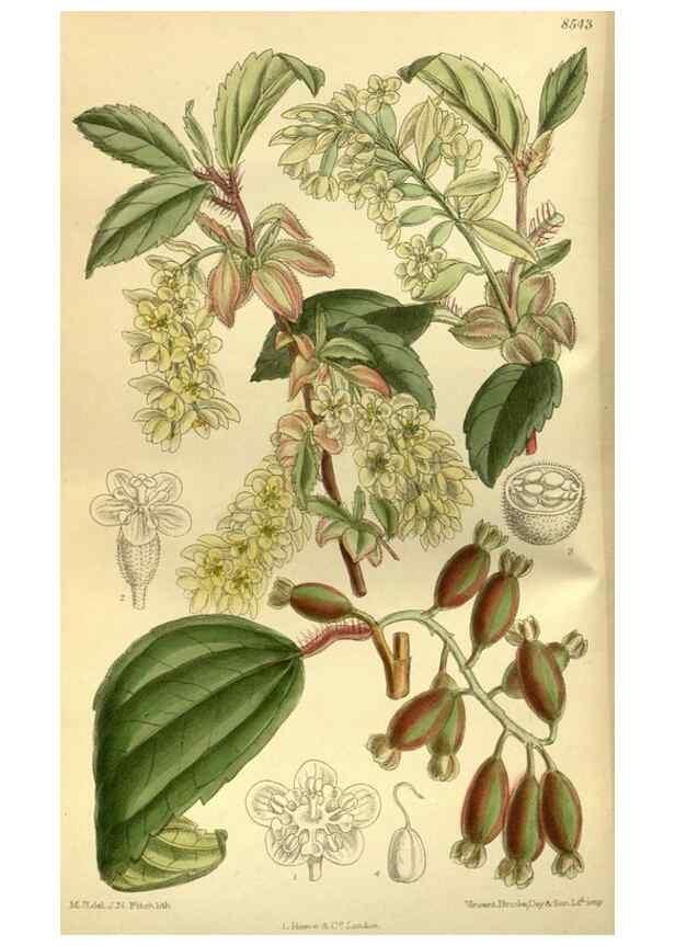 Reproducción/Reproduction 36056600865: Curtis's botanical magazine.. London ; New York [etc.] :Academic Press [etc.]