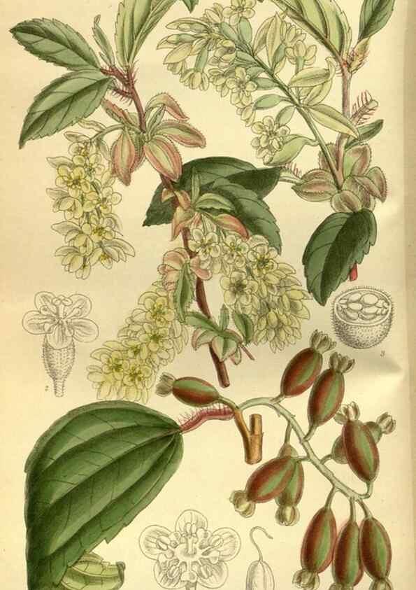 Reproducción/Reproduction 36056600865: Curtis's botanical magazine.. London ; New York [etc.] :Academic Press [etc.]