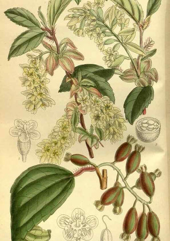 Reproducción/Reproduction 36056600865: Curtis's botanical magazine.. London ; New York [etc.] :Academic Press [etc.]