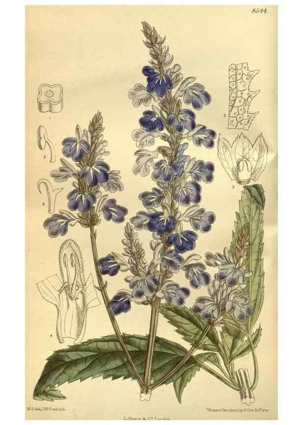 Reproducción/Reproduction 36056603275: Curtis's botanical magazine.. London ; New York [etc.] :Academic Press [etc.]