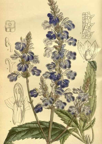Reproducción/Reproduction 36056603275: Curtis's botanical magazine.. London ; New York [etc.] :Academic Press [etc.]