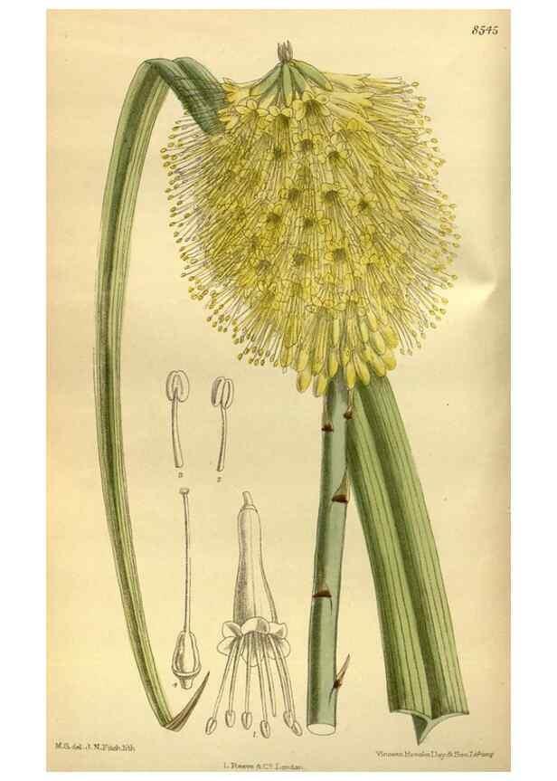 Reproducción/Reproduction 35885309682: Curtis's botanical magazine.. London ; New York [etc.] :Academic Press [etc.]