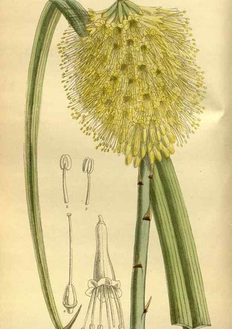 Reproducción/Reproduction 35885309682: Curtis's botanical magazine.. London ; New York [etc.] :Academic Press [etc.]