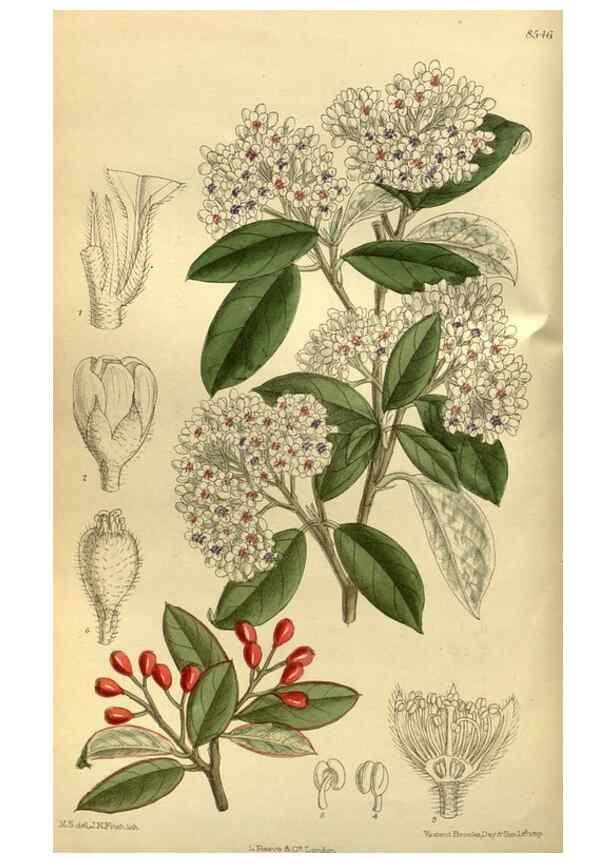 Reproducción/Reproduction 35885312152: Curtis's botanical magazine.. London ; New York [etc.] :Academic Press [etc.]
