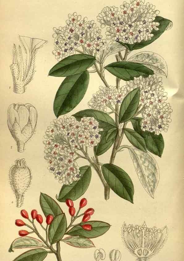 Reproducción/Reproduction 35885312152: Curtis's botanical magazine.. London ; New York [etc.] :Academic Press [etc.]