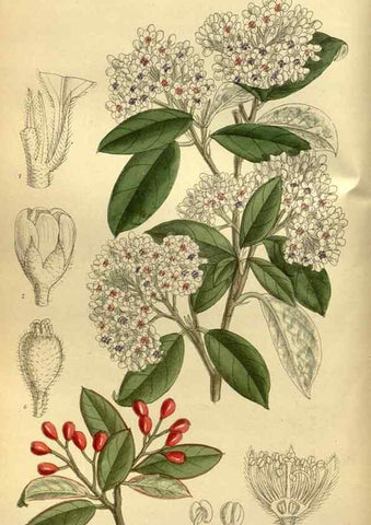 Reproducción/Reproduction 35885312152: Curtis's botanical magazine.. London ; New York [etc.] :Academic Press [etc.]