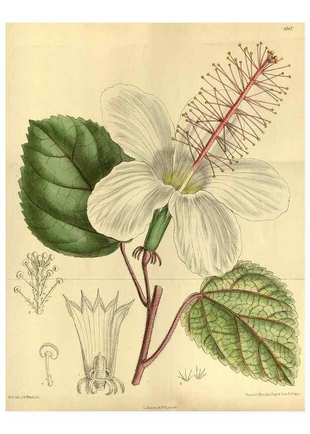 Reproducción/Reproduction 35885314292: Curtis's botanical magazine.. London ; New York [etc.] :Academic Press [etc.]