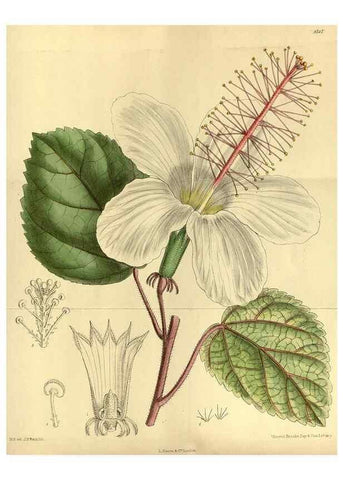 Reproducción/Reproduction 35885314292: Curtis's botanical magazine.. London ; New York [etc.] :Academic Press [etc.]