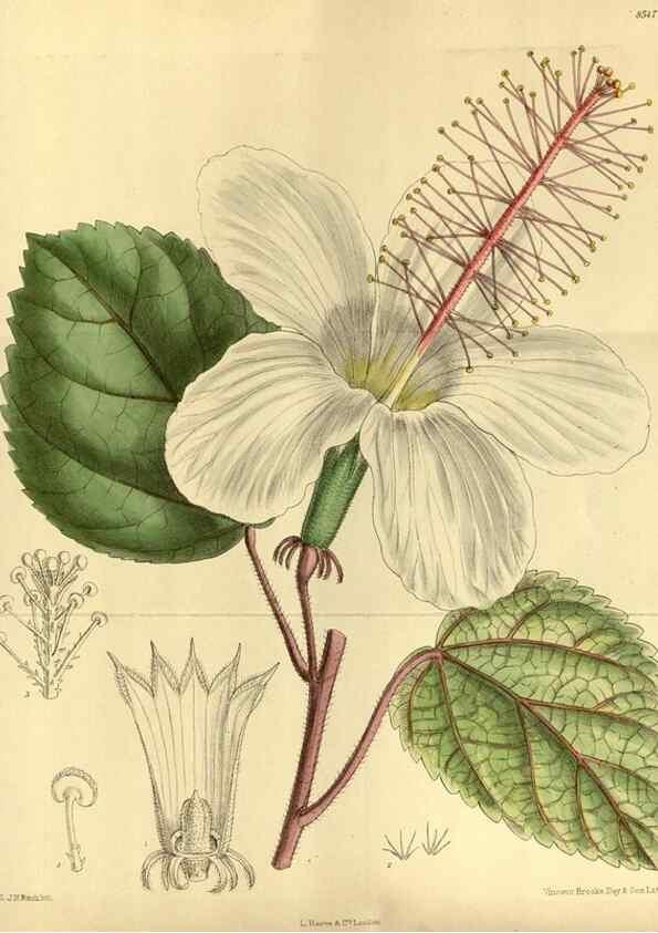 Reproducción/Reproduction 35885314292: Curtis's botanical magazine.. London ; New York [etc.] :Academic Press [etc.]
