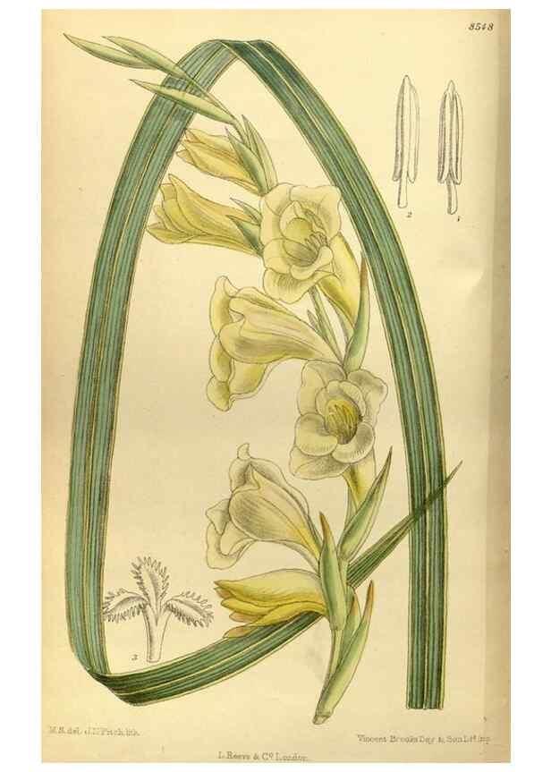 Reproducción/Reproduction 35885317062: Curtis's botanical magazine.. London ; New York [etc.] :Academic Press [etc.]