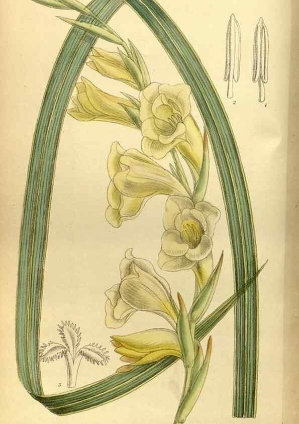 Reproducción/Reproduction 35885317062: Curtis's botanical magazine.. London ; New York [etc.] :Academic Press [etc.]