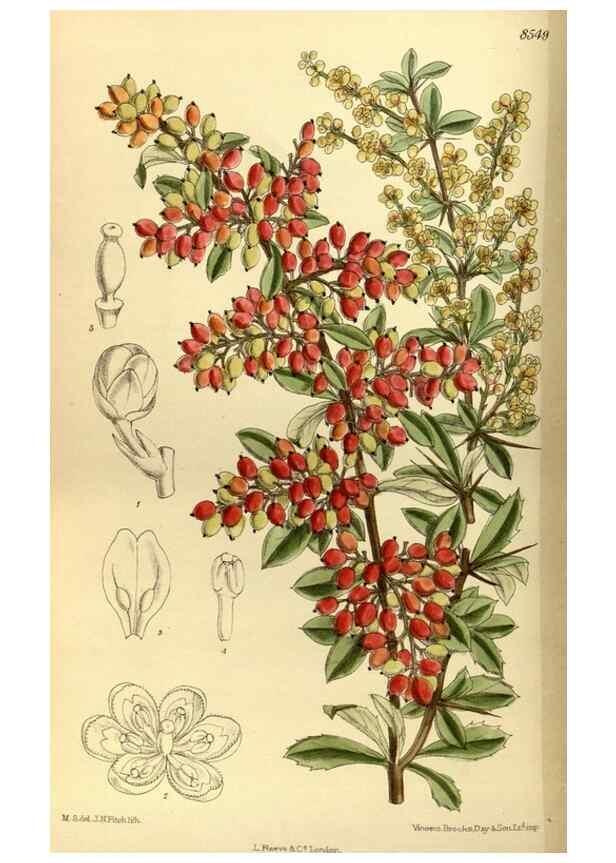 Reproducción/Reproduction 35667029460: Curtis's botanical magazine.. London ; New York [etc.] :Academic Press [etc.]