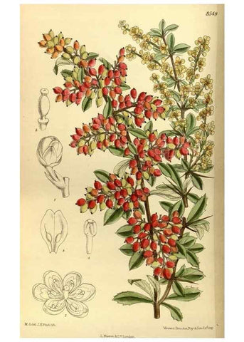 Reproducción/Reproduction 35667029460: Curtis's botanical magazine.. London ; New York [etc.] :Academic Press [etc.]