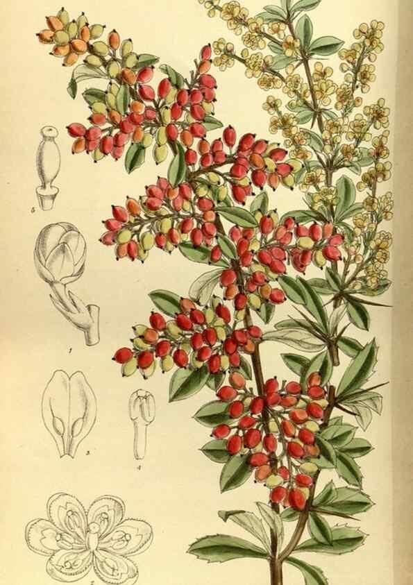 Reproducción/Reproduction 35667029460: Curtis's botanical magazine.. London ; New York [etc.] :Academic Press [etc.]