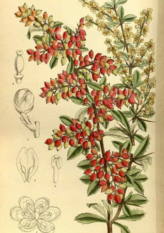 Reproducción/Reproduction 35667029460: Curtis's botanical magazine.. London ; New York [etc.] :Academic Press [etc.]