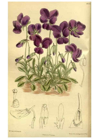 Reproducción/Reproduction 36015187596: Curtis's botanical magazine.. London ; New York [etc.] :Academic Press [etc.]