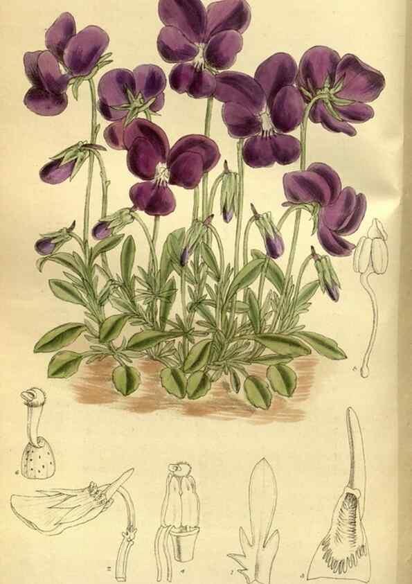 Reproducción/Reproduction 36015187596: Curtis's botanical magazine.. London ; New York [etc.] :Academic Press [etc.]