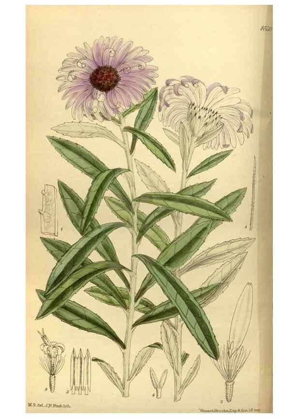 Reproducción/Reproduction 35667031350: Curtis's botanical magazine.. London ; New York [etc.] :Academic Press [etc.]