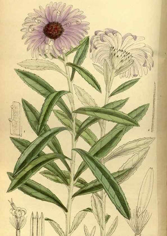 Reproducción/Reproduction 35667031350: Curtis's botanical magazine.. London ; New York [etc.] :Academic Press [etc.]