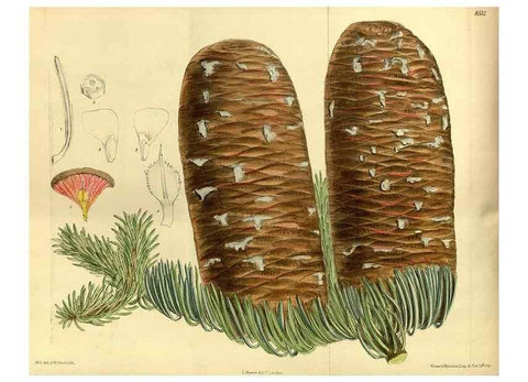 Reproducción/Reproduction 35667035530: Curtis's botanical magazine.. London ; New York [etc.] :Academic Press [etc.]