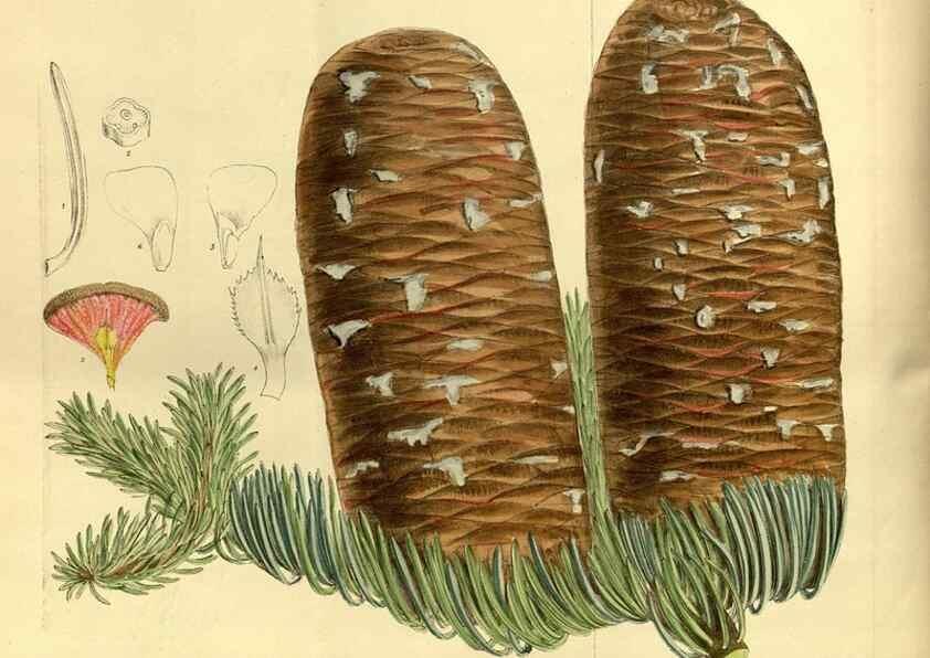 Reproducción/Reproduction 35667035530: Curtis's botanical magazine.. London ; New York [etc.] :Academic Press [etc.]