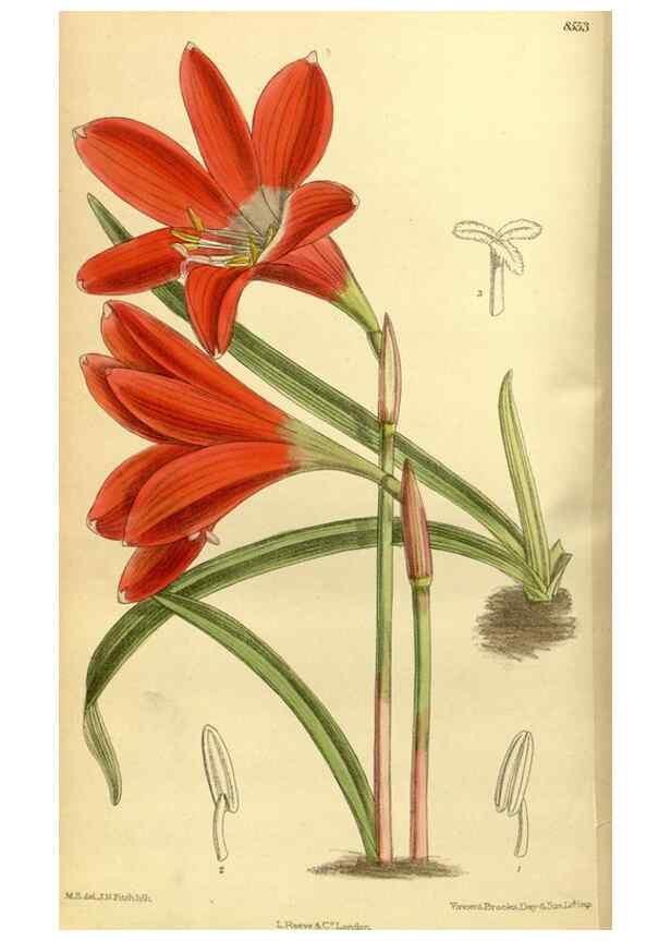 Reproducción/Reproduction 35667037030: Curtis's botanical magazine.. London ; New York [etc.] :Academic Press [etc.]