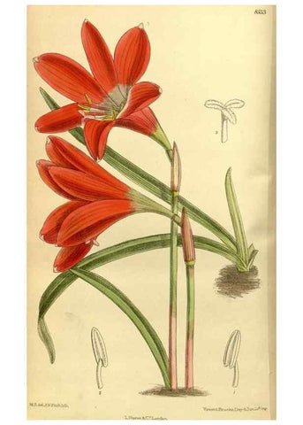 Reproducción/Reproduction 35667037030: Curtis's botanical magazine.. London ; New York [etc.] :Academic Press [etc.]