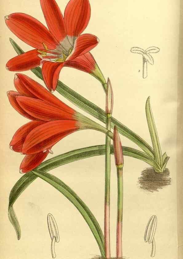 Reproducción/Reproduction 35667037030: Curtis's botanical magazine.. London ; New York [etc.] :Academic Press [etc.]