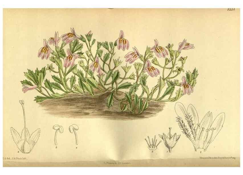 Reproducción/Reproduction 35667038080: Curtis's botanical magazine.. London ; New York [etc.] :Academic Press [etc.]