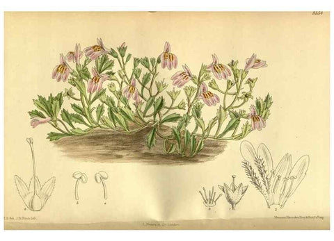 Reproducción/Reproduction 35667038080: Curtis's botanical magazine.. London ; New York [etc.] :Academic Press [etc.]