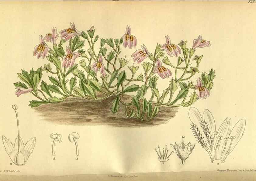 Reproducción/Reproduction 35667038080: Curtis's botanical magazine.. London ; New York [etc.] :Academic Press [etc.]
