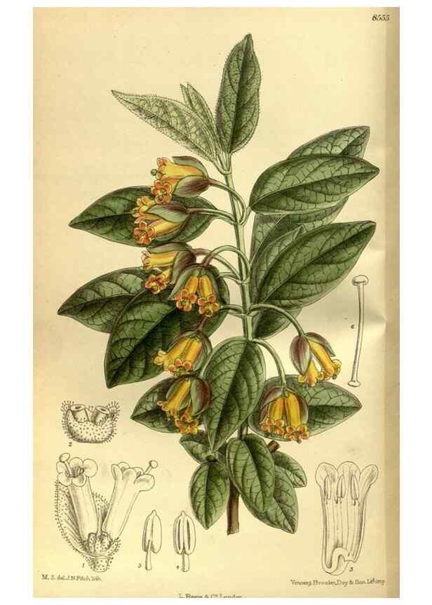 Reproducción/Reproduction 35667039980: Curtis's botanical magazine.. London ; New York [etc.] :Academic Press [etc.]