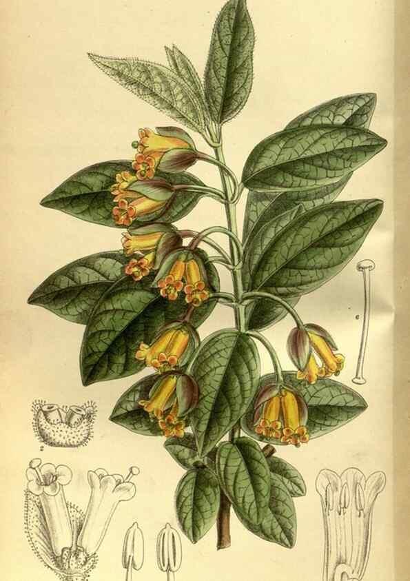 Reproducción/Reproduction 35667039980: Curtis's botanical magazine.. London ; New York [etc.] :Academic Press [etc.]