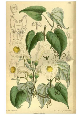 Reproducción/Reproduction 35667042120: Curtis's botanical magazine.. London ; New York [etc.] :Academic Press [etc.]