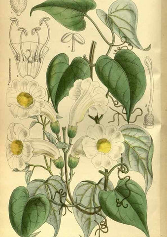 Reproducción/Reproduction 35667042120: Curtis's botanical magazine.. London ; New York [etc.] :Academic Press [etc.]